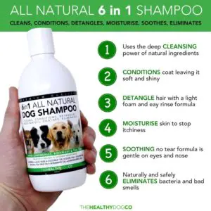 meilleur-shampoing-fox-terrier