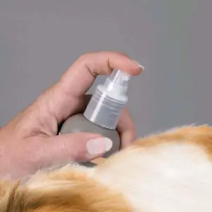 meilleur-shampoing-fox-terrier