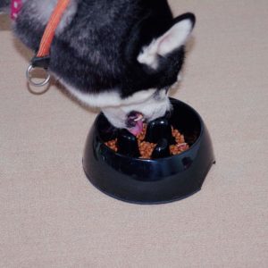 meilleure-gamelle-berger-blanc-suisse